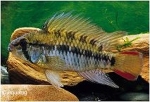 APISTOGRAMMA MACMASTERI