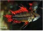 APISTOGRAMMA CACATOIDES DOUBLE RED
