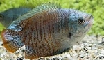COLISA LALIA NEON - DWERGGOERAMIE
