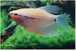TRICHOGASTER LEERI - GOERAMIE DIAMANT