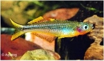 PSEUDOMUGIL FURCATA - POPONDETTA