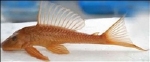 HYPOSTOMUS PLECOSTOMUS GOLD
