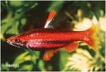 NANNOSTOMUS MORTENTHALERI - RODE PERU ZALM