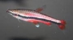 NANNOSTOMUS BECKFORDI