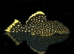 L-81 BARYANCISTRUS GOLDEN NUGGET