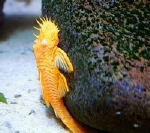 L-144 ANCISTRUS SP LEMON / GOLD