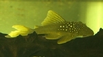 L-200 CHAESTOMA SP. GROEN GEEL