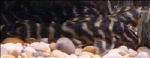 L-270 CHOCO ZEBRA PLECO ANCISTRUS SPEC