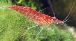 GARNAAL CHERRY / KERSEN