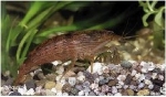 GARNAAL BRUINE WAAIERHAND ATYOPSIS MOLUCCENSIS