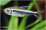HYPHESSOBRYCON HERBERTAXELRODI - ZWARTE NEON