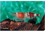 GARNAAL CRYSTAL  RED S  - CARIDINA CF CANTANENSIS