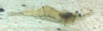 GARNAAL GLASGARNAAL MACROBRACHIUM LANCHESTERI