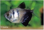 GYMNOCORYMBUS TERNETZI - ZWARTE - ROUW TETRA