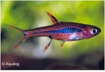 BORARAS BRIGGITTAE - MUSKIETRASBORA