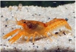 KREEFT CPO  ORANJE DWERG CAMBARELLUS PATZCUARENSE
