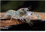 KREEFT CAMBARELLUS  MONTEZUMA DWERGKREEFTJE