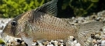 CORYDORAS MELANISTIUS