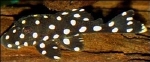 LDA-33 BARYANCISTRUS SPECIE
