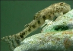 LDA-25 PITBULL PLECO