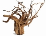 HS ROTE MOORWURZEL HOUT