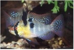 MIKROGEOPHAGUS RAMIREZI - ANTENNEBAARS