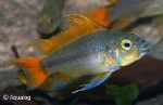 APISTOGRAMMA CACATOIDES ORANGE