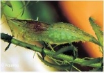 BABAULTI GREEN GARNAAL CARIDINA CF BABAULTY
