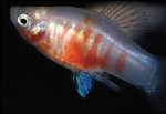 XIPHOPHORUS MACULATUS - PLATY  ZEBRA TIJGER