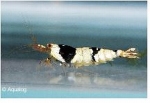 GARNAAL CRYSTAL BLACK CARIDINA CF CANTONENSIS