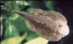 BEAUFORTIA LEVERETI - CHINESE ALGENETER