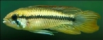 APISTOGRAMMA GIBBICEPS