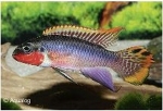 PELVICACHROMIS TAENIATUS NIGERIA RED