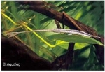 FARLOWELLA ACUS - NAALDALGENETER