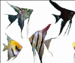 PTEROPHYLLUM SCALARE - MAANVIS L  MIX