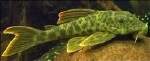 L-163  ANCISTOMUS SPECIE RIO DO PARA