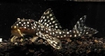 L-48  SCOBIANCISTRUS SPECIE