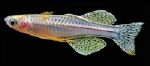 PSEUDOMUGIL SP NEON BLEU - REGENBOOGZALMPJE