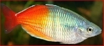 MELANOTAENIA BOESMANNI RED  - REGENBOOGZALM ROOD