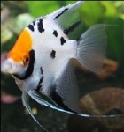 PTEROPHYLLUM SCALARE  BARET RED HEAD/RED/MIX  - MAANVIS