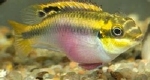 PELVICACHROMIS PULCHER YELLOW F1