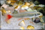 APHYOCHARAX ANISITSI - BLOEDVINZALM