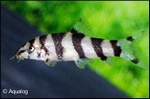 BOTIA HISTRIONICA - BIRMA BOTIA