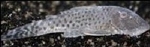 L-148 CHEATOSTOMA SP. PUNCTATUS