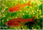 HYPHESSOBRYCON AMANDAE - VUURZALM/TETRA
