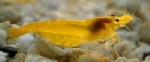 GARNAAL SAKURA YELLOW GELE NEOCARDINA DAVIDI