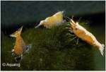 GARNAAL SAKURA ORANGE ORANJE DWERG NEOCARDINA