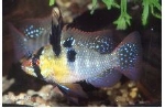 MIKROGEOPHAGUS RAMIREZI AZIE - ANTENNEBAARS  XL