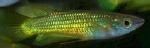 APLOCHEILUS LINEATUS GOLD L
