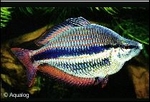 MELANOTAENIA TRIFASCIATA